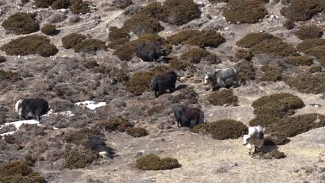 some yaks enjoying an alpine pasture in the high himalaya mountains of nepal