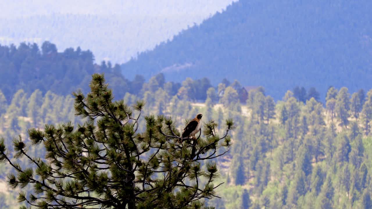 Halcón de Swainson posado en la cima de un pino cerca de Bailey, Colorado en Estados Unidos