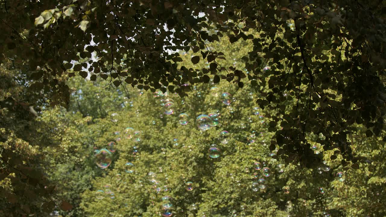 Sunlight streams through dense green tree foliage as translucent soap bubbles drift gently across the frame. Natural outdoor lighting, static camera, tranquil mood