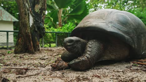 static shot old centenarian tropical turtle resting