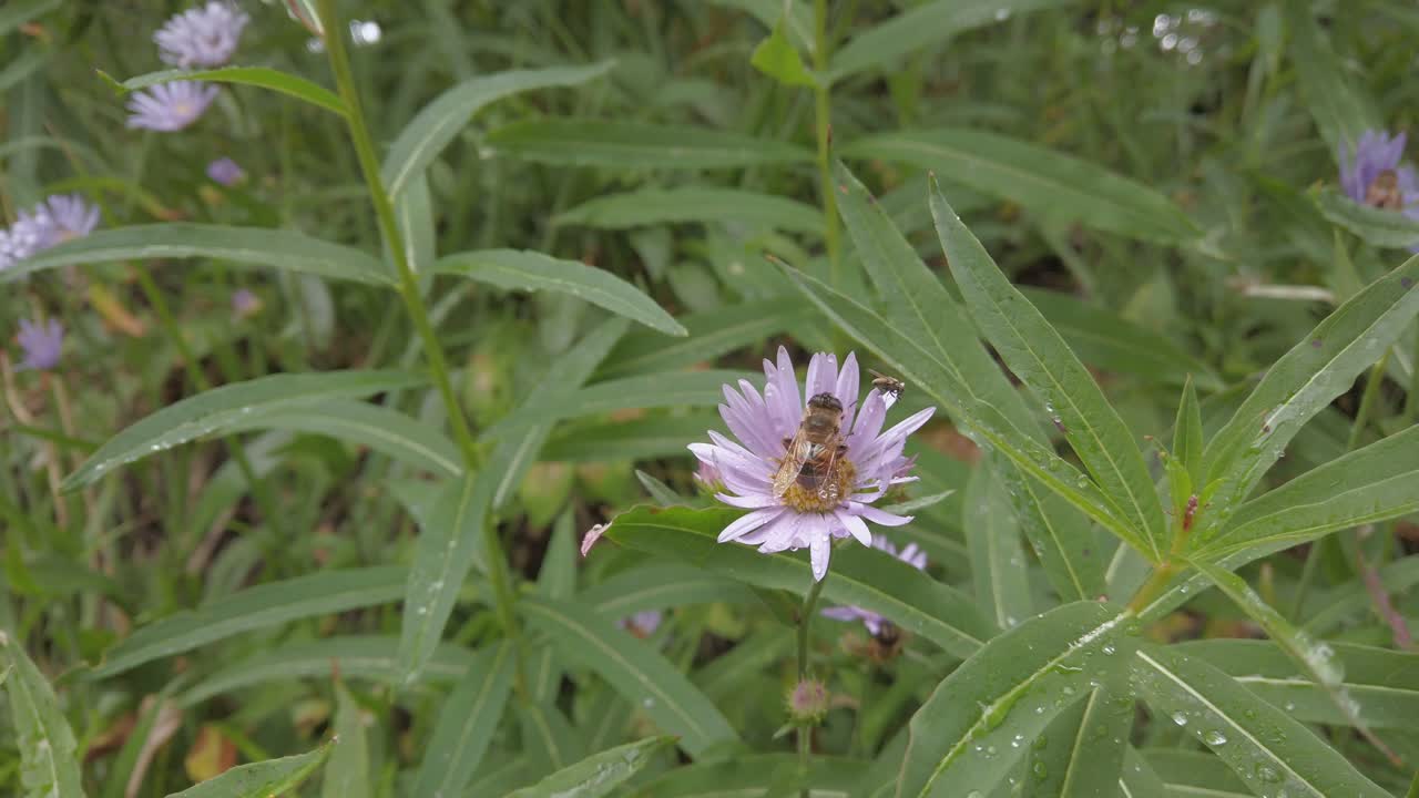 abeja y volar en una flor de fleabane azul después de la lluvia en el bosque rockies kananaskis alberta canadá