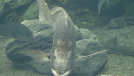 primer plano de la dorada roja en el agua del acuario