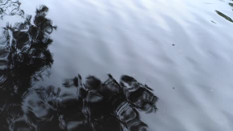 círculos en el agua de las gotas de lluvia