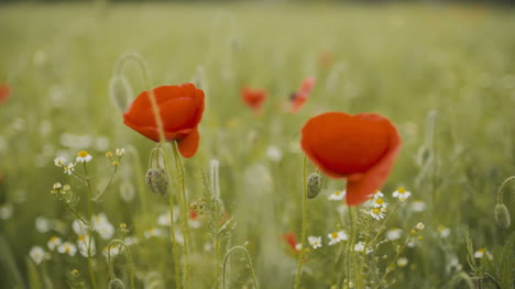 Mohnfeld-Blühender-Mohn