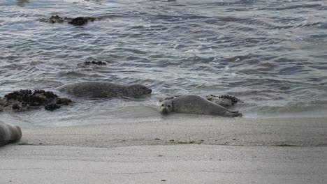 Cute-Harbor-Seal-Looks-At-Camera-With-Adorable-Eyes