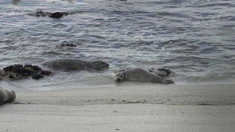 linda foca de puerto mira a la cámara con ojos adorables
