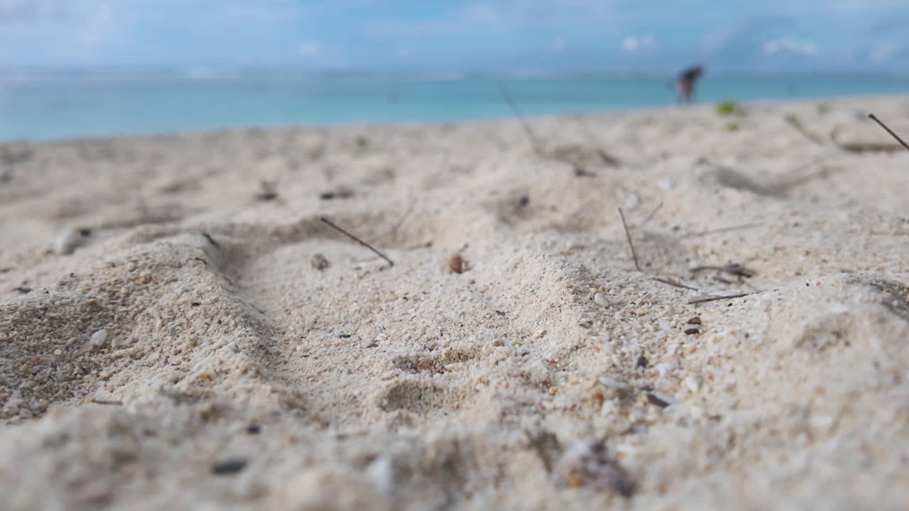 A detailed close-up shot of a hermit crab moving across white sand on a tropical beach. The shallow depth of field emphasizes the crab, with the turquoise ocean.