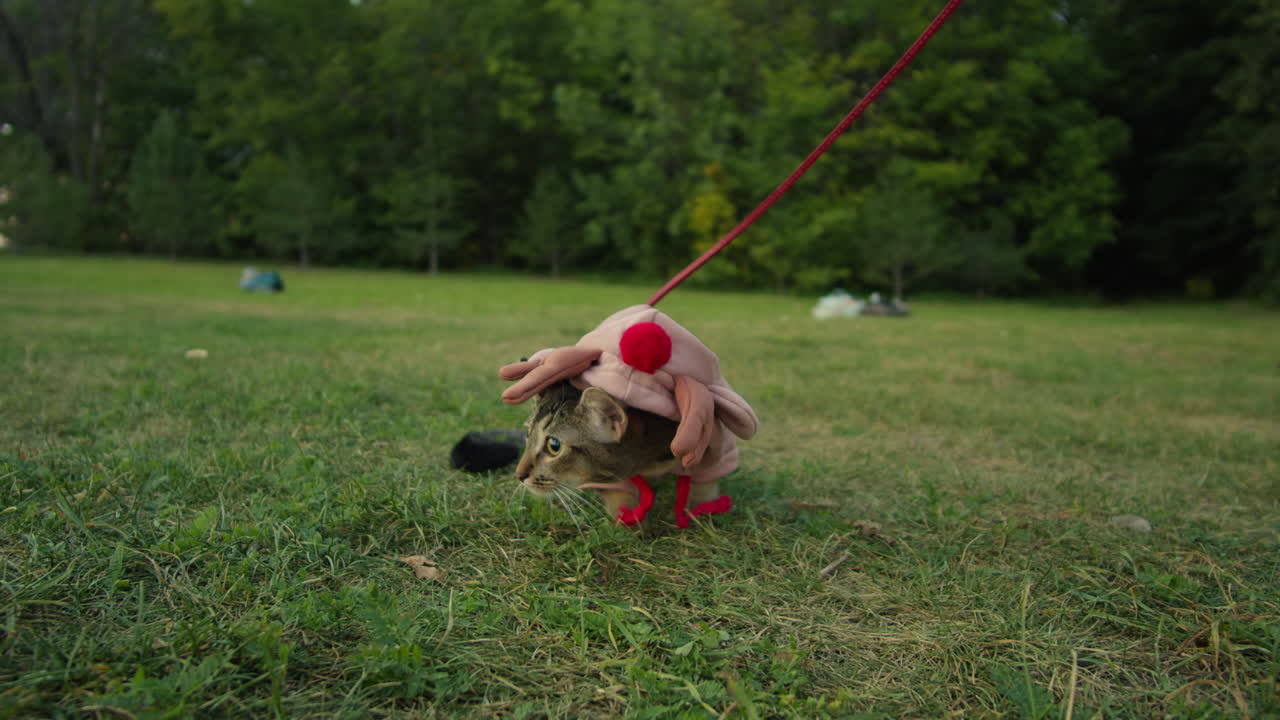Small funny cat in halloween deer costume on the green grass walking in the park. Close-up of pretty kitty