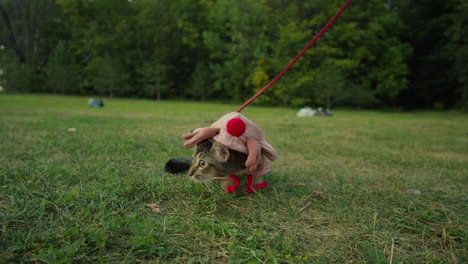 small funny cat in halloween deer costume on the green grass walking in the park. close-up of pretty kitty