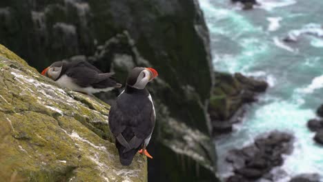 immature horned puffins perch on steep rocky bird cliff, látrabjarg, close up