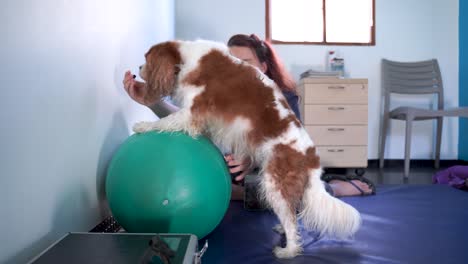 A-dog-reaches-up-to-eat-treats-held-up-by-a-person