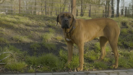 un perro parado afuera bajo el sol, moviendo la cola