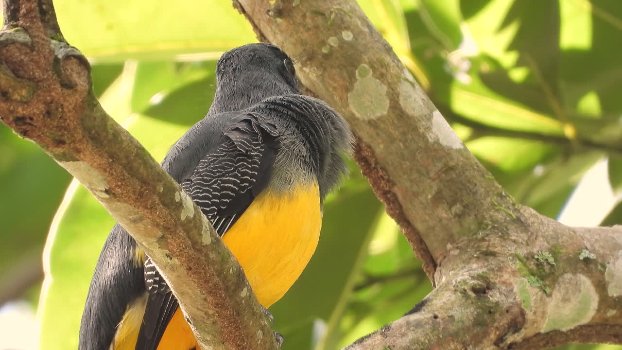 cerca de un pájaro trogon de cola blanca sentado en una rama de árbol en el bosque