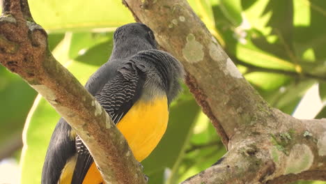 Close-up-of-white-tailed-Trogon-bird-sitting-on-tree-branch-in-forest