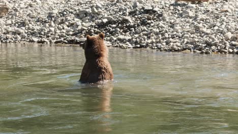 Grizzly-bear-walks-upright-on-hind-legs-in