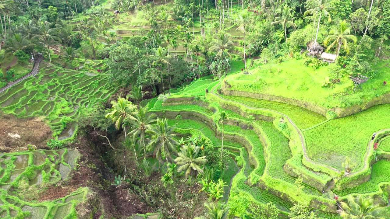 Vibrant paddy rice fields of Indonesia, aerial orbit view
