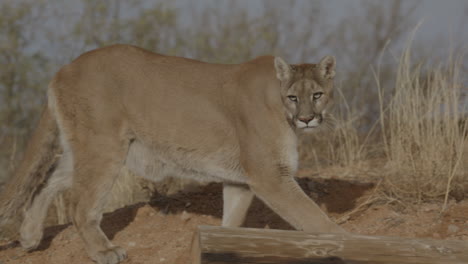 female mountain lion stalking in slow motion in an arid desert climate - in the style of a nature documentary