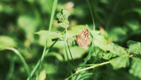 Brown-Butterfly-Resting-On-Bright-Sunlit-Leaves