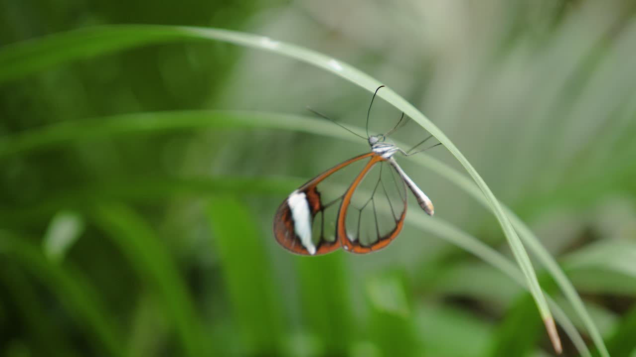 진동 안테나와 거꾸로 유리 날개 나비를 닫습니다