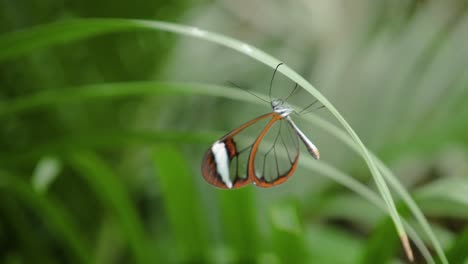 close up shot glasswing butterfly upside down with vibrating antennae