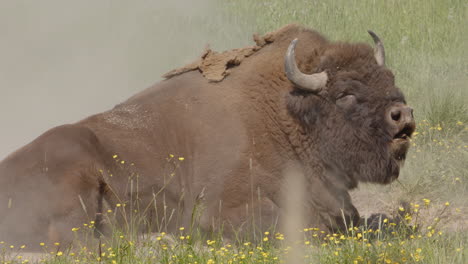 Big-European-bison-bull-lies-in-dust-bath-of-meadow,-slow-motion