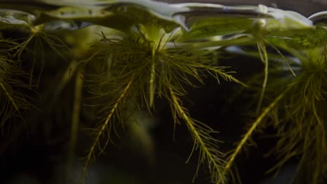 lechuga de agua enana en raíces de plantas flotantes de agua de acuario