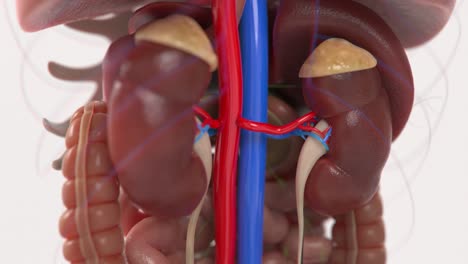 Formación-De-Cáncer-En-El-Riñón-|-Cáncer-En-Crecimiento-|-Salud-Renal-|-Video-De-Insuficiencia-Renal-En-Hd