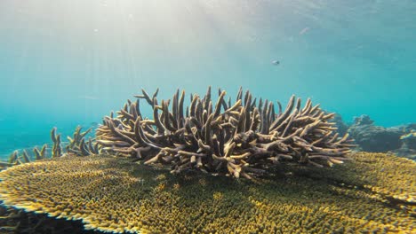 una toma estática bajo el agua con una vibrante formación de coral acropora, iluminada por la luz solar