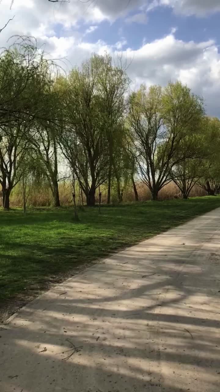 Breezy Park Alley Walkway Beneath Weeping Willows