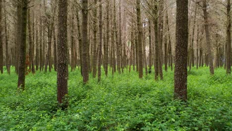 Walking-through-trees-and-green-foliage-in-a-magical-forest