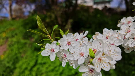 beautiful cherry blossom sakura branch in spring on a sunny day