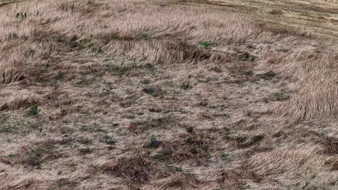 Damaged crops in a field near Vilnius, Lithuania after heavy rainfall