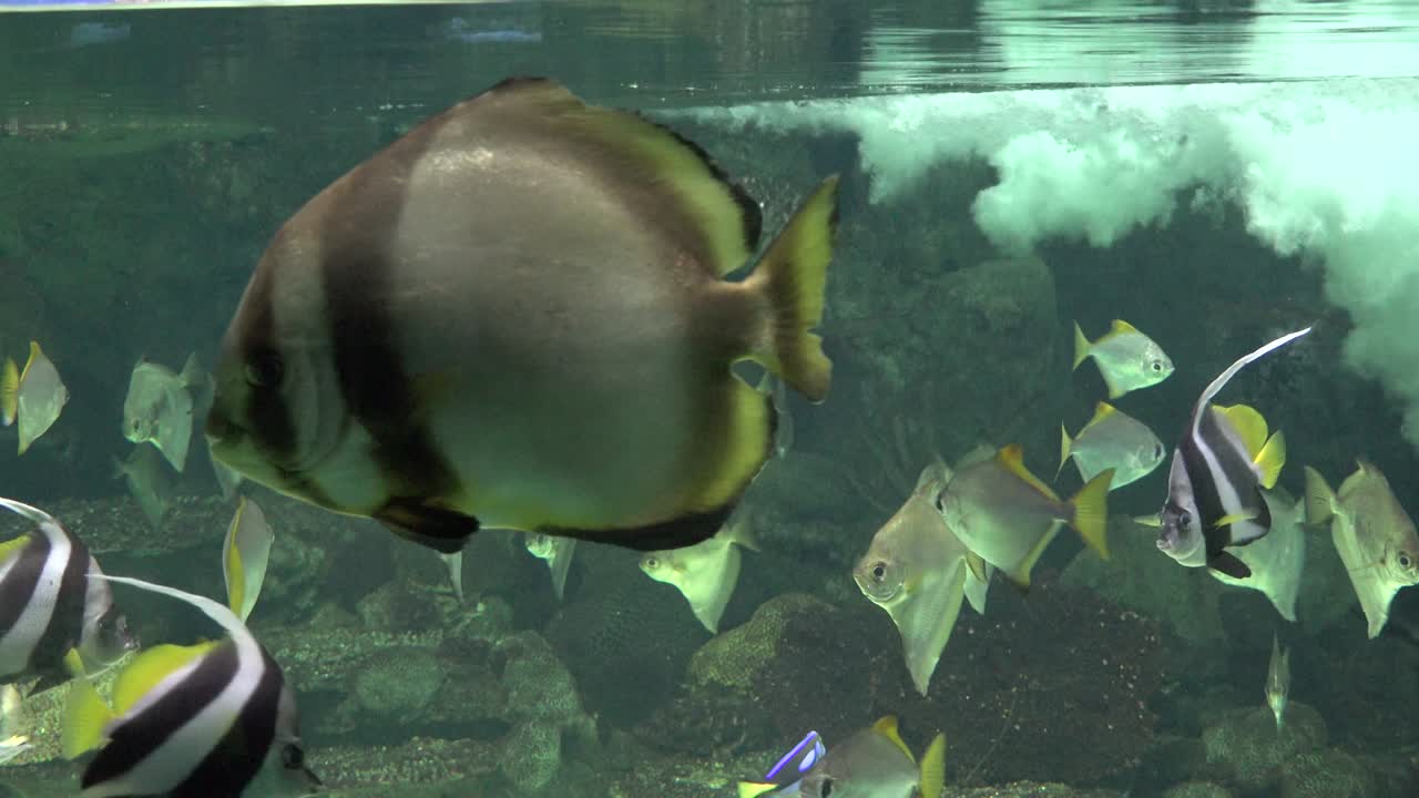 수족관 에서 수영 하는 물고기