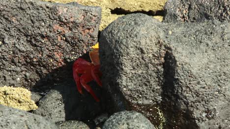 Sally-Lightfoot-Krabbe-Versteckt-Sich-Im-Schatten-Hinter-Felsen-Auf-Den-Galapagosinseln