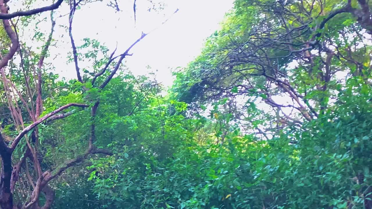 POV shot from a boat of trees in Sundarbans mangrove forest during the day in the Ganges Delta, Bay of Bengal, Bangladesh
