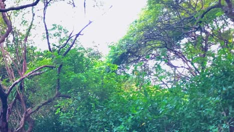 pov shot from a boat of trees in sundarbans mangrove forest during the day in the ganges delta, bay of bengal, bangladesh