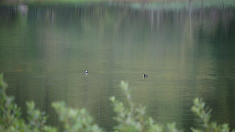 Pato-Buceando-Bajo-El-Agua-En-Un-Vasto-Lago,-Tiro-De-Zoom-Largo