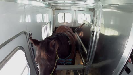 Quarter-Horse-being-transported-in-trailer