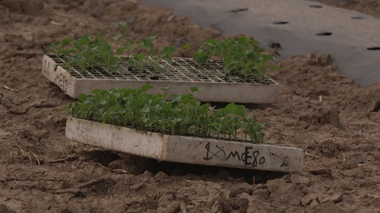 온실에서 채소 재배 및 점적 관개