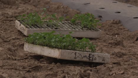 Growing-vegetables-in-green-houses-and-drip-irrigation