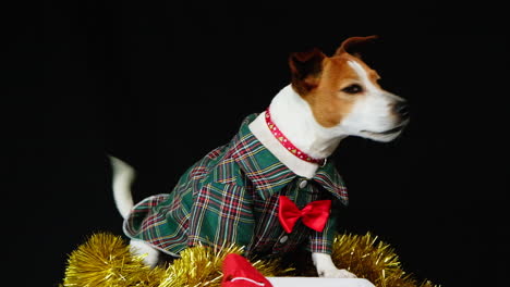 jack russell dog dressed up in cute festive christmas costume and red bowtie