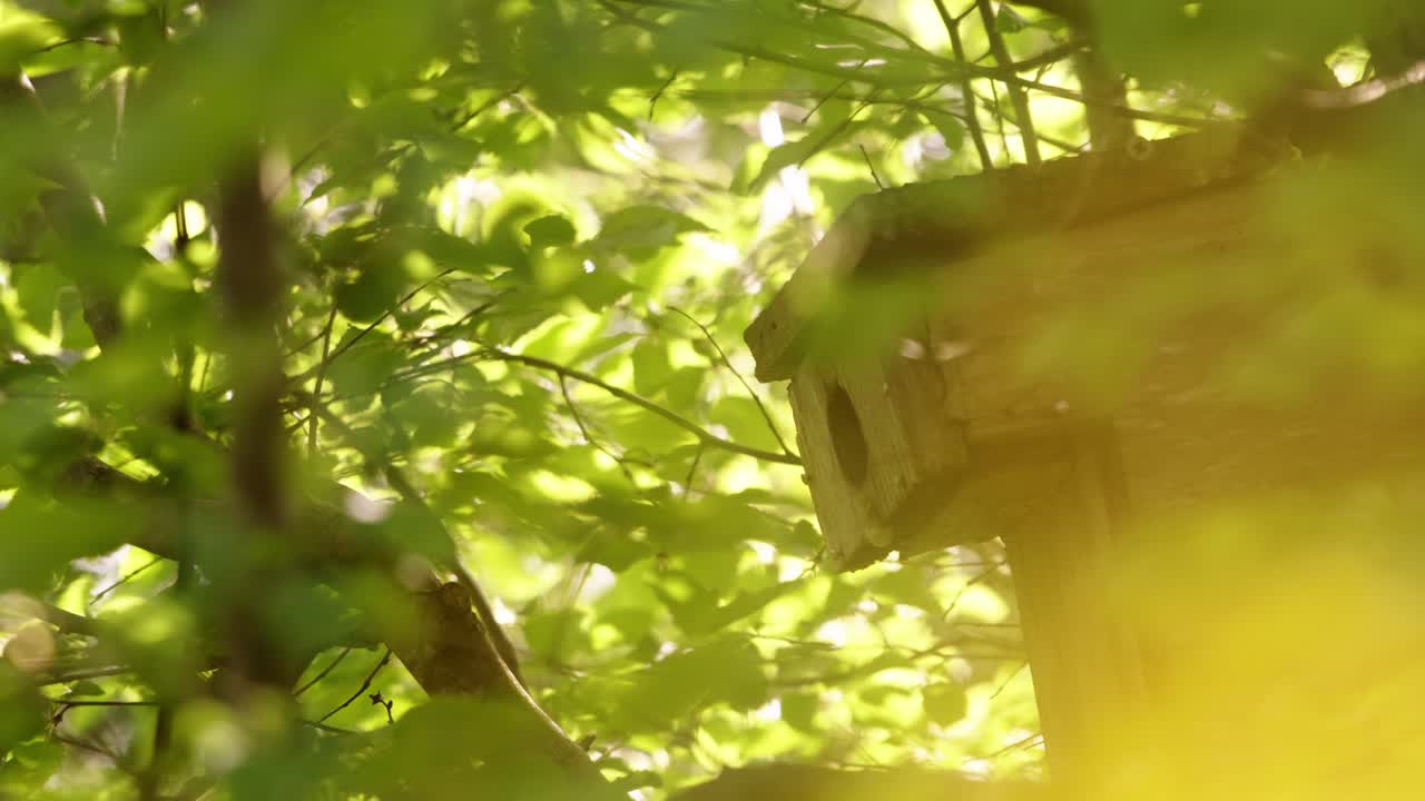 Bird enters fast, beak full of wriggling prey