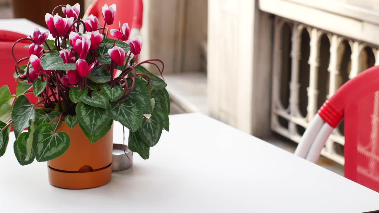 Cyclamen plant on a cafe table