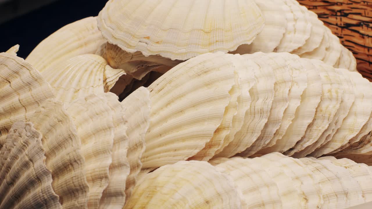 Natural sea shells come in varied textures and warm tones, reflecting marine life and coastal allure