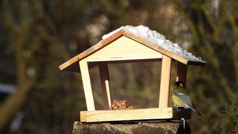 Eine-Flinke-Kohlmeise-Landet-Am-Dachrand-Eines-Vogelhäuschens,-Springt-Hinein-Und-Fliegt-Mit-Einer-Walnuss-Im-Schnabel-Davon