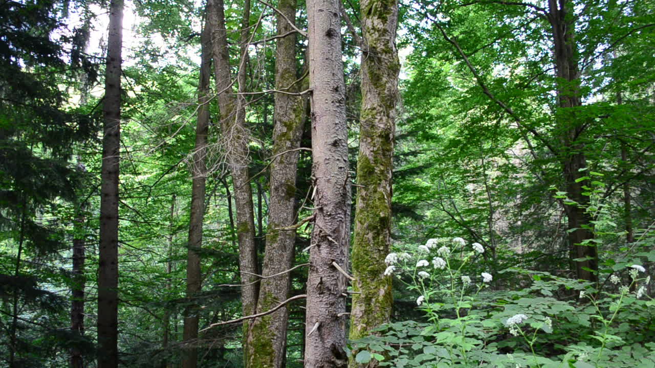 Scatto del bosco. Scatto in estate.