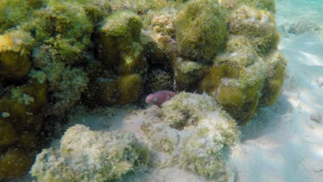 Pequeña-Anguila-Moray-Agresiva-Agita-Su-Cabeza-Para-Asustar-A-Un-Buzo