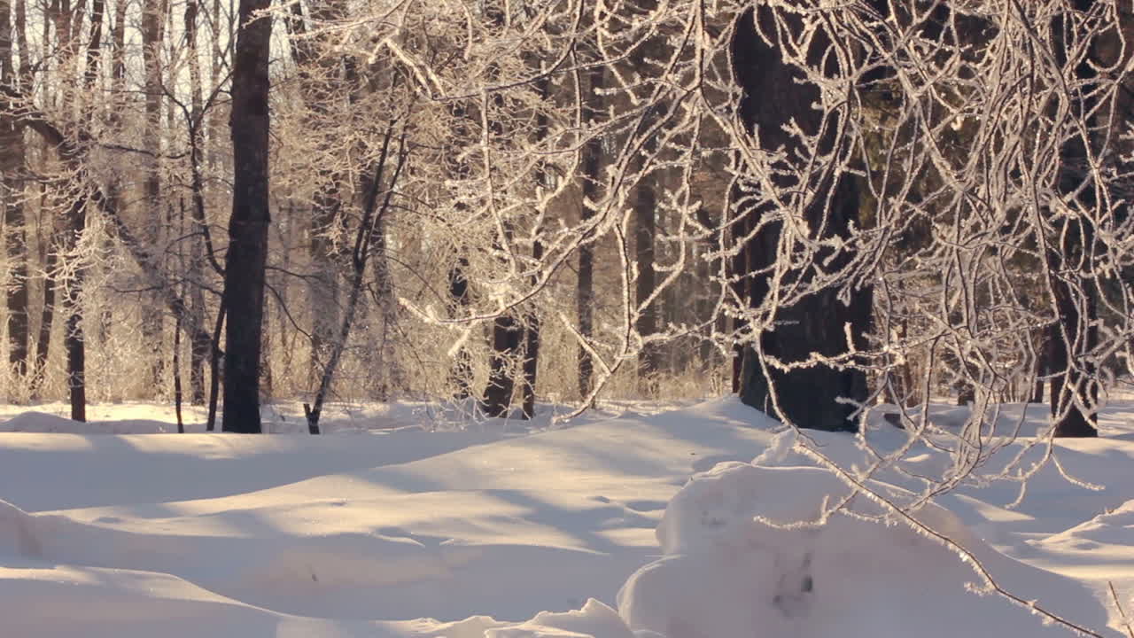 Vintertre. Rimfrost på tregreiner. Snødekket skog om vinteren.