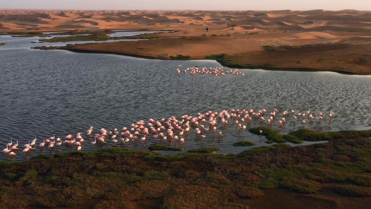 Aerial view orbiting a flamboyance of pink flamingos in a desert lagoon, Namibia