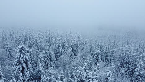 bois du jorat - trees in jorat woods covered with snow during foggy winter near lausanne city, vaud, switzerland